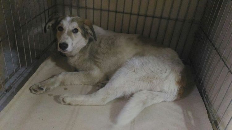 Perro en una jaula en cuarentena