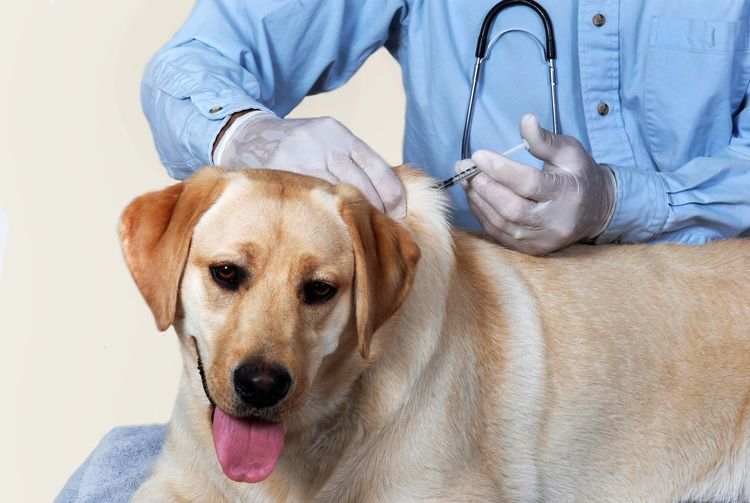 Vacunación del perro