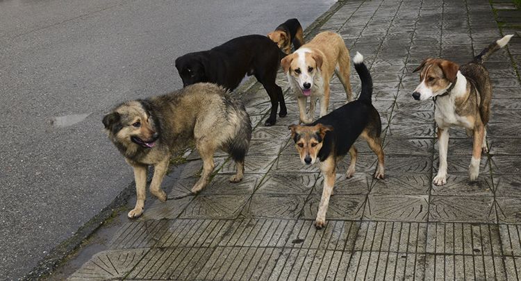 Perros callejeros cerca de un perro doméstico