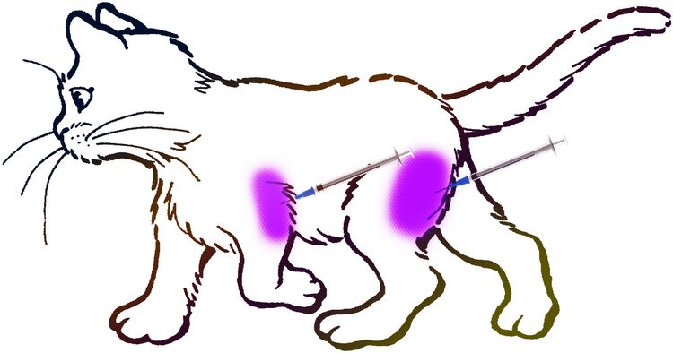 Inyección intramuscular en gato