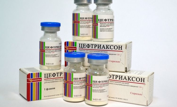 Ceftriaxona para gatos