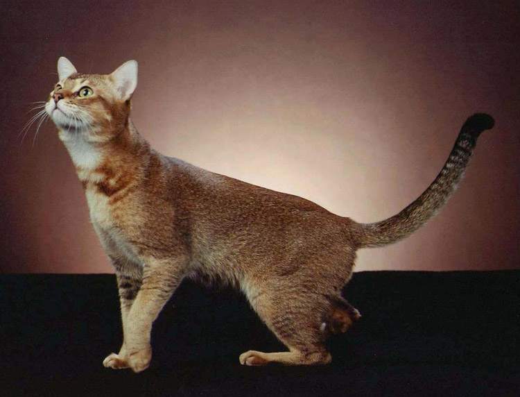 gato de raza Chausie