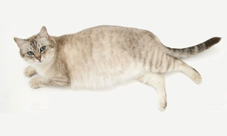 Gata embarazada