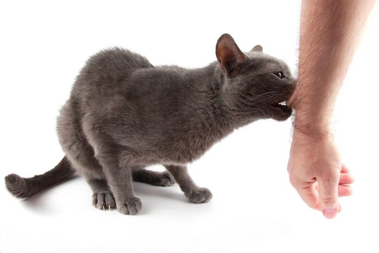 El gato muerde la mano de una persona