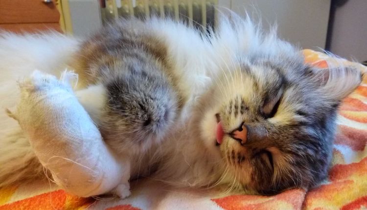 Koka duerme