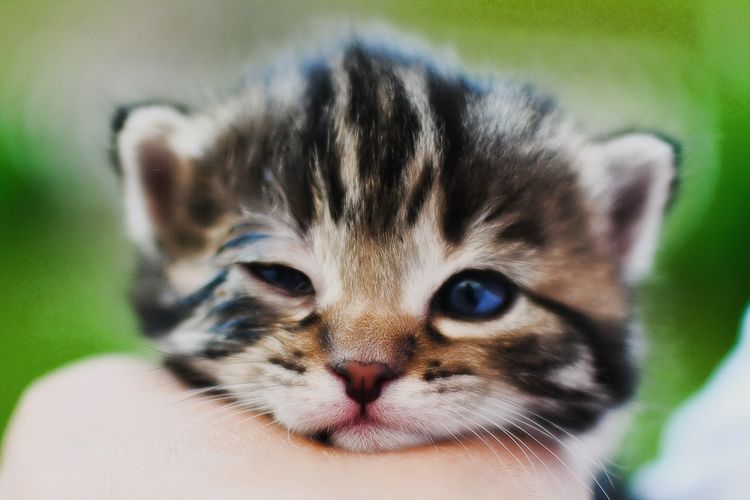 Gatito