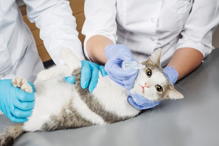 Cómo instilar los ojos a un gato
