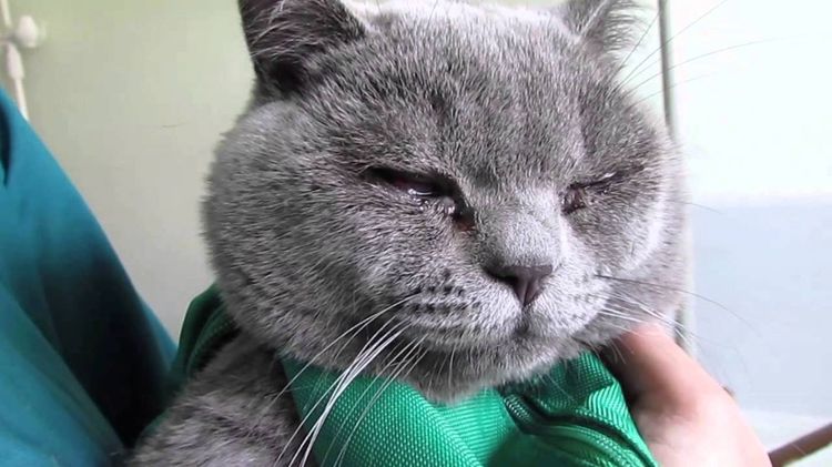 Los ojos del gato lagrimean