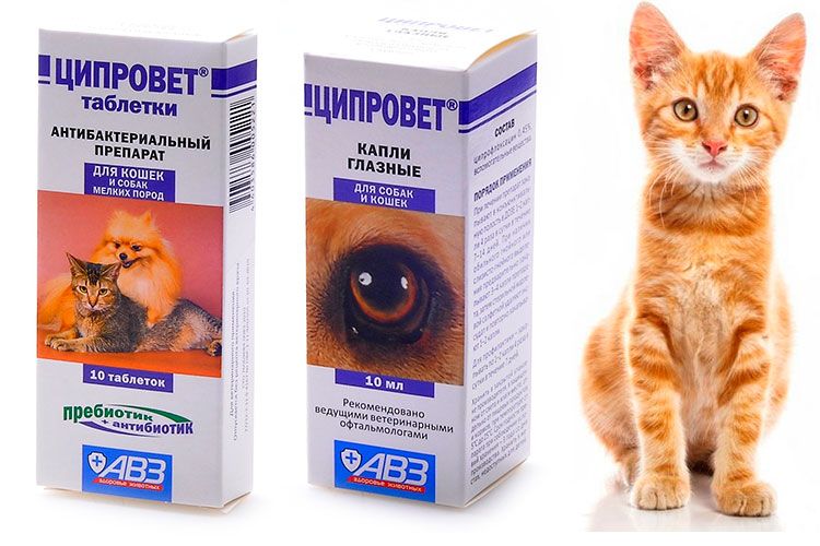 Ciprovet para gatos