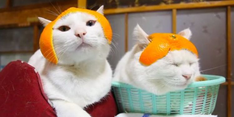 Gatos con gorritos de cáscara de naranja