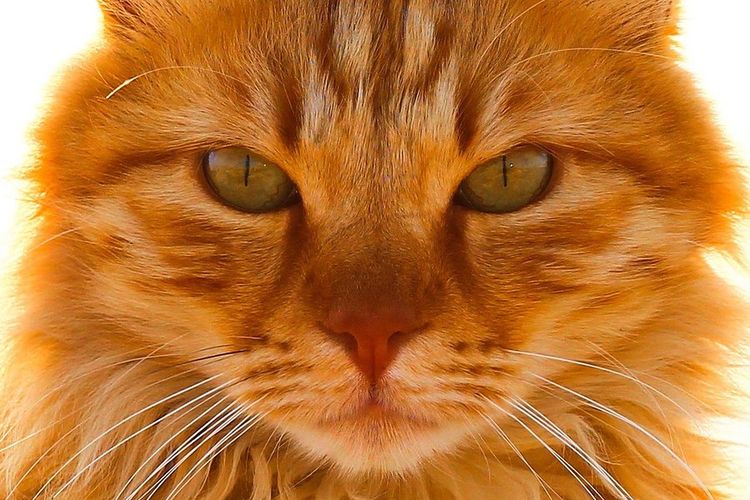 Cara de gato pelirrojo