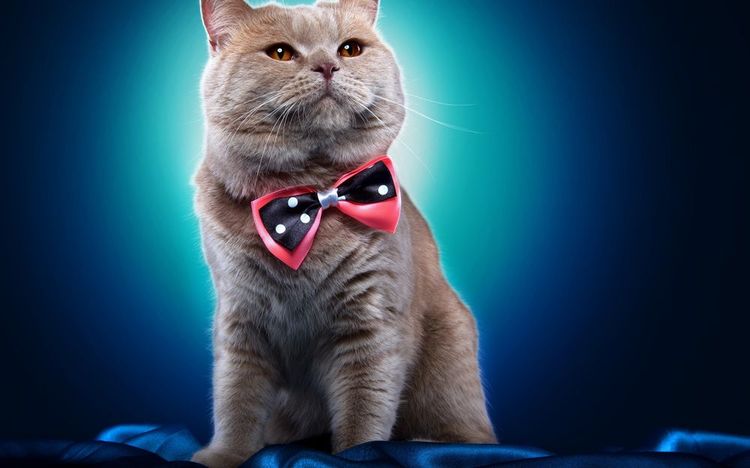 Gato con pajarita en el cuello