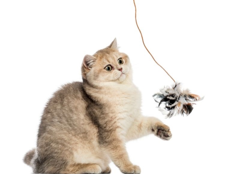 El gato juega