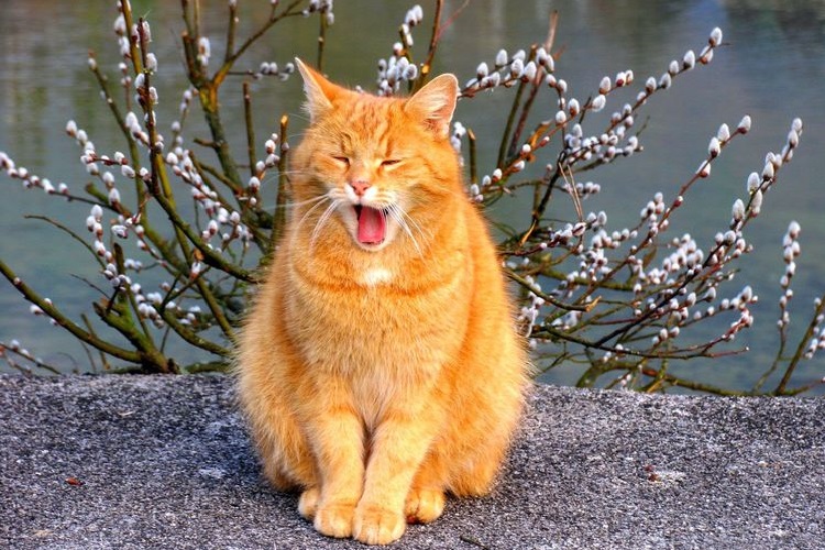 Gato anaranjado bostezando