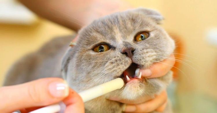 Cómo administrar la suspensión a un gato
