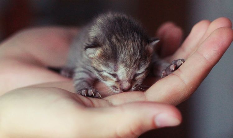 Gatito pequeño