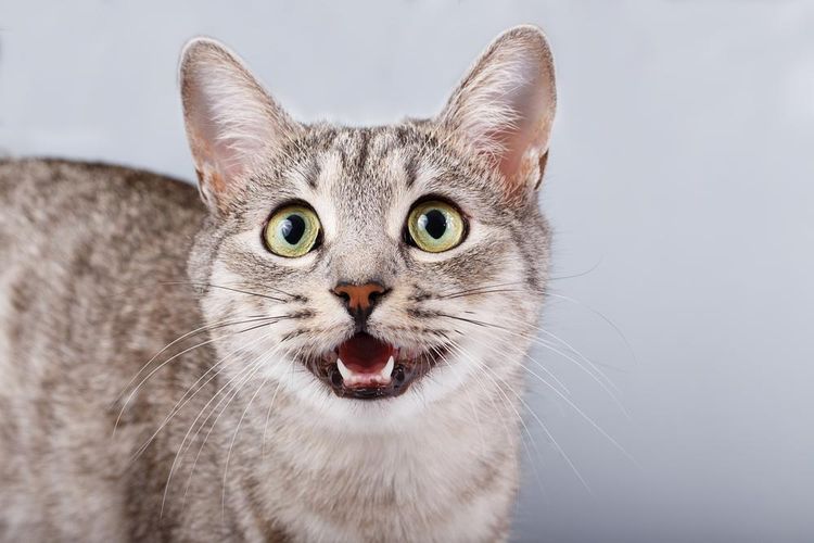 Gato sorprendido