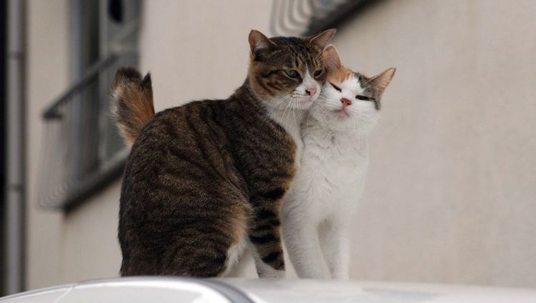 gato y gata