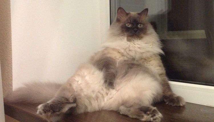 Gato gordo