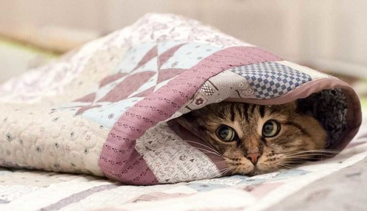 Gata escondiéndose