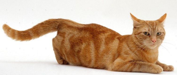 La gata quiere al gato
