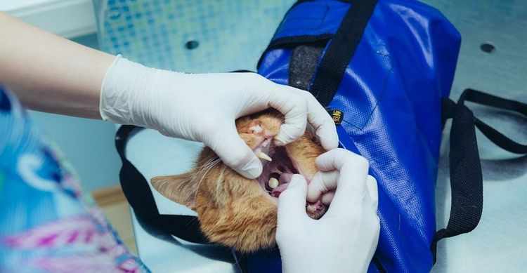 Cómo administrar una tableta a una gata
