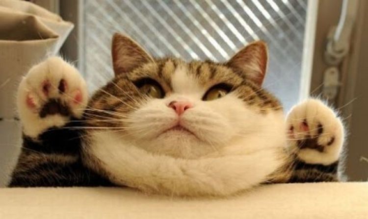 Gata gorda