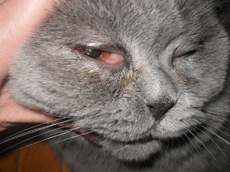 Infección en el gato