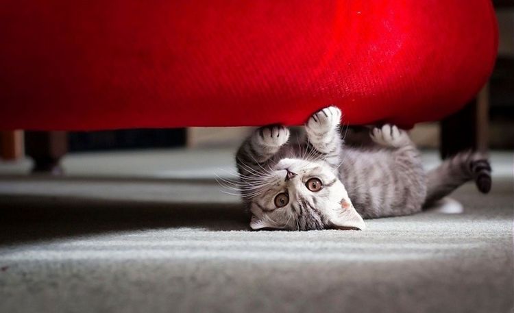 Gato debajo del sofá rojo