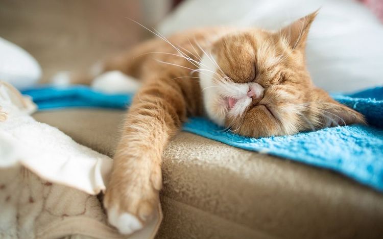 El gato duerme