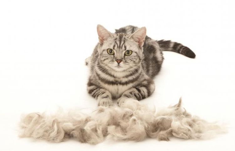 Gato y montón de pelo