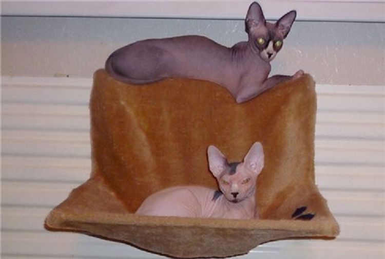 Hamaca para gato en el radiador