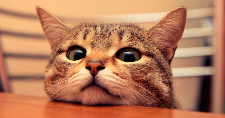 Trauriger Kater