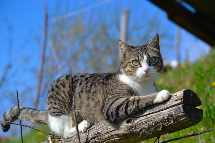 Gato en la naturaleza