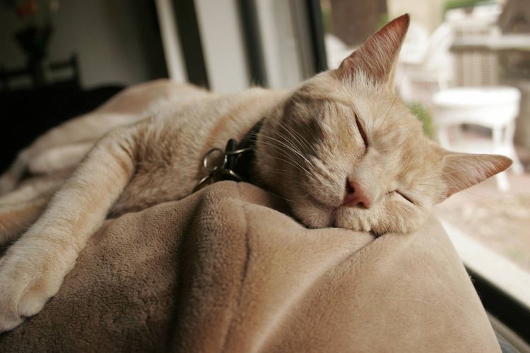 La gata duerme