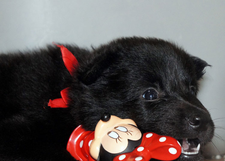 cachorro Groenendael