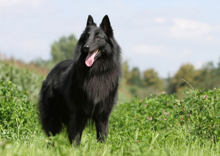 perro Groenendael