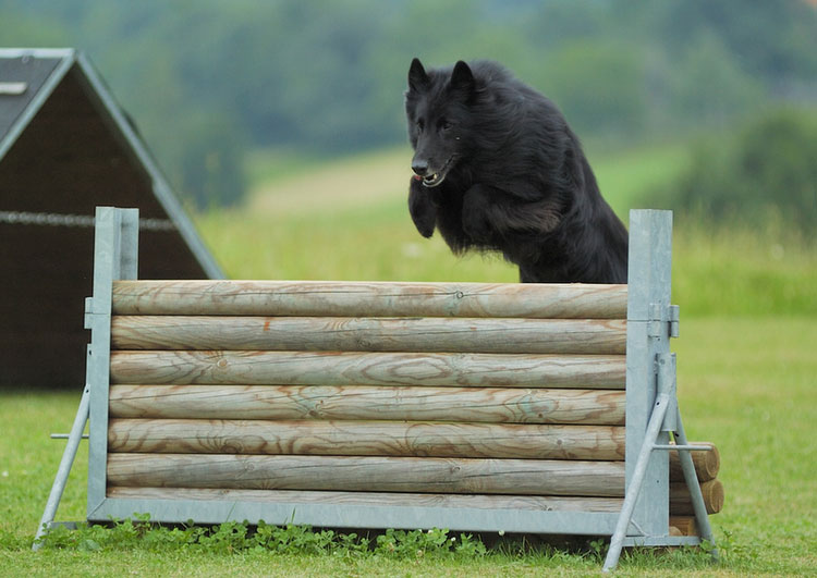 raza Groenendael