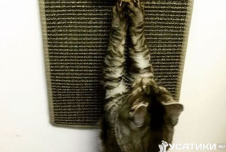 Rascador de pared compacto