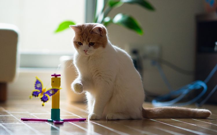 El gato juega
