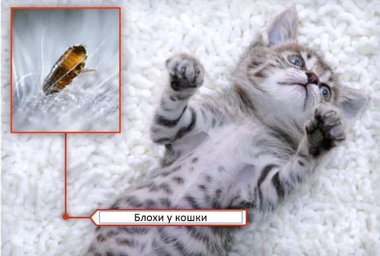 Pulgas en un gatito