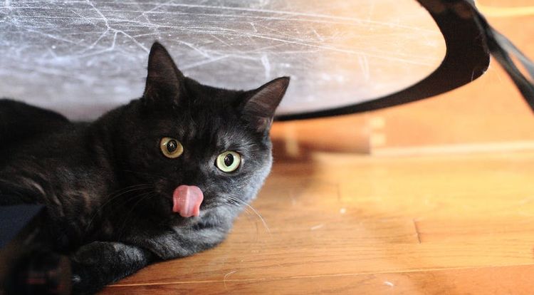 Gata negra lamiéndose