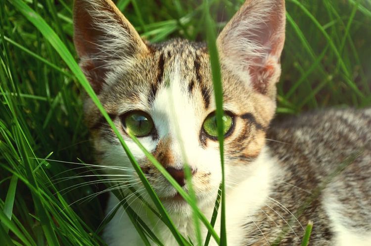 Gato de ojos verdes en la hierba
