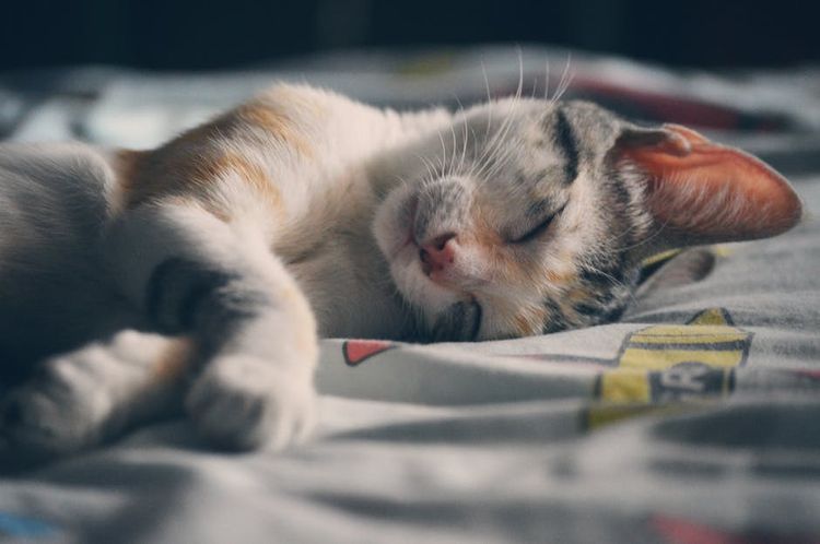 Gato dormitando