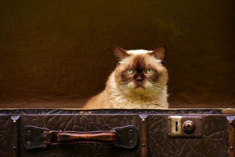 Gato en la maleta