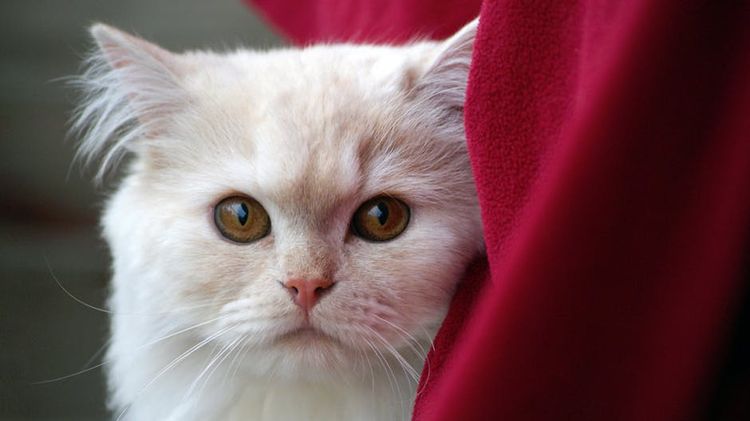 Gato blanco doméstico