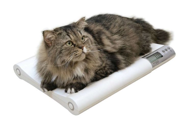 Pesaje del gato