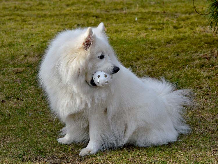 juegos con el spitz japonés
