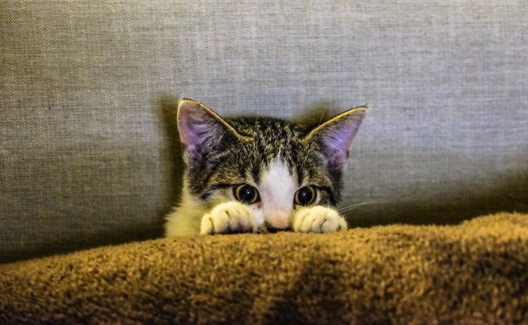 El gatito se esconde detrás del sofá