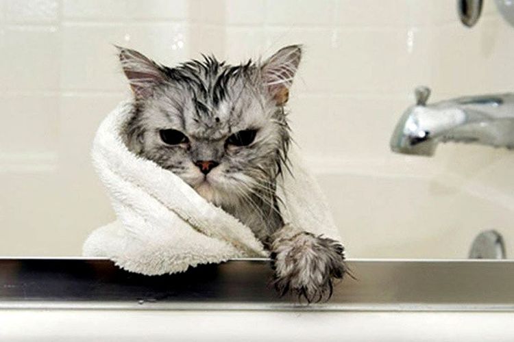 Gato bañado envuelto en una toalla